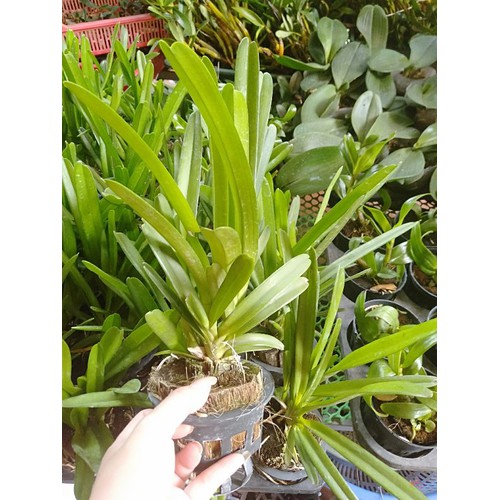 Hoa phong lan kiếm ngọc bích dê