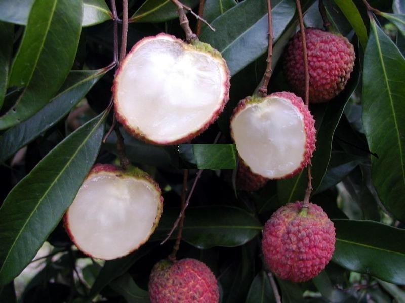 Cây VẢI THIỀU KHÔNG HẠT CẤY MÔ  (tem chuẩn giống)