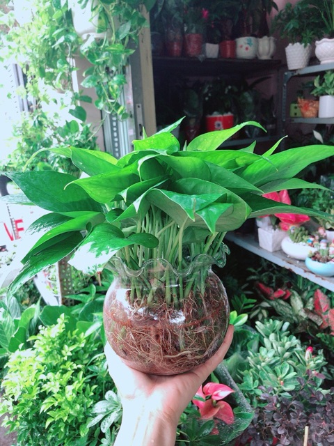 Chậu Trầu Bà Thái Thuỷ Sinh