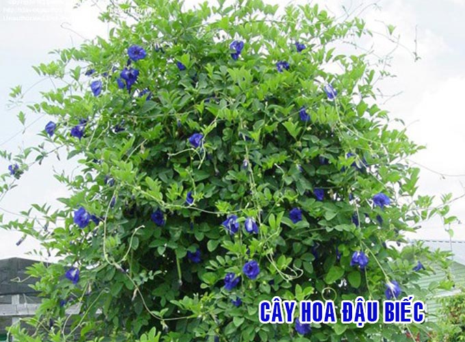 HOA ĐẬU BIẾC KHÔ TÚI 100GRAM