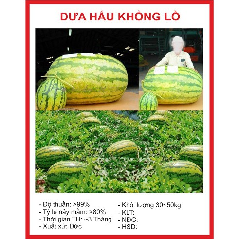 Hạt giống dưa hấu khổng lồ trái dài -gói 10 hạt