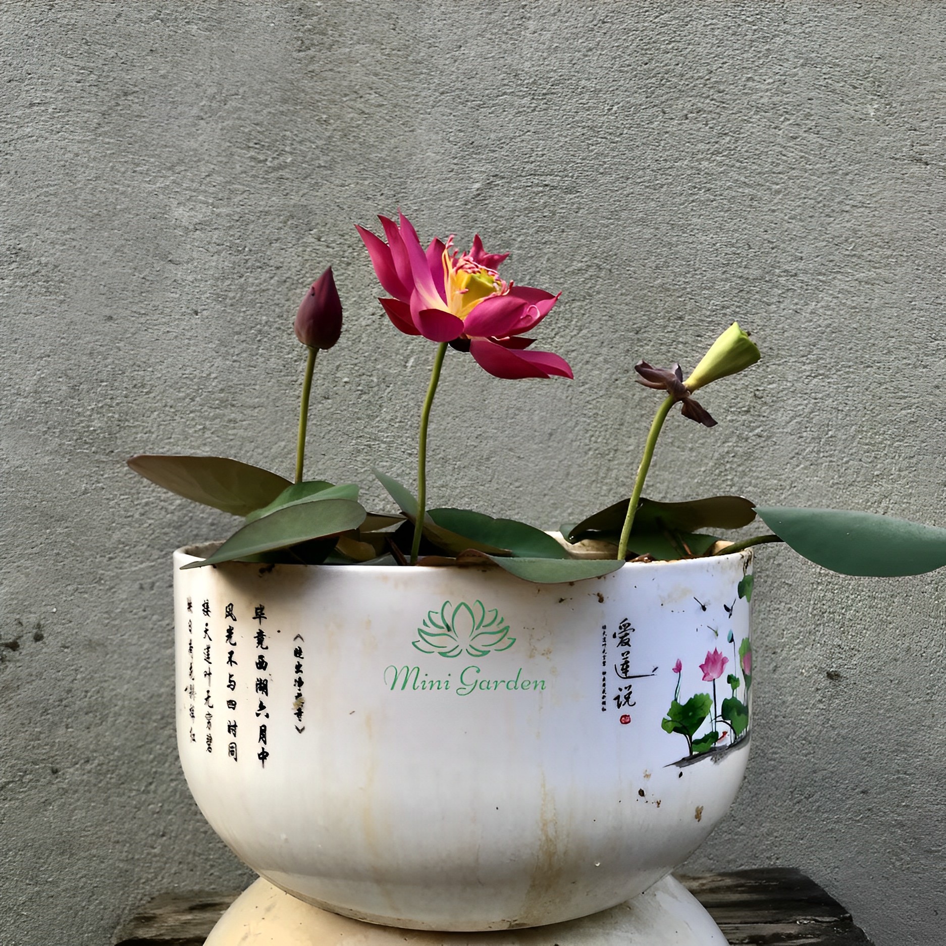 Củ sen mini Tú Mạc, củ sen giống, hoa sen mini nhật