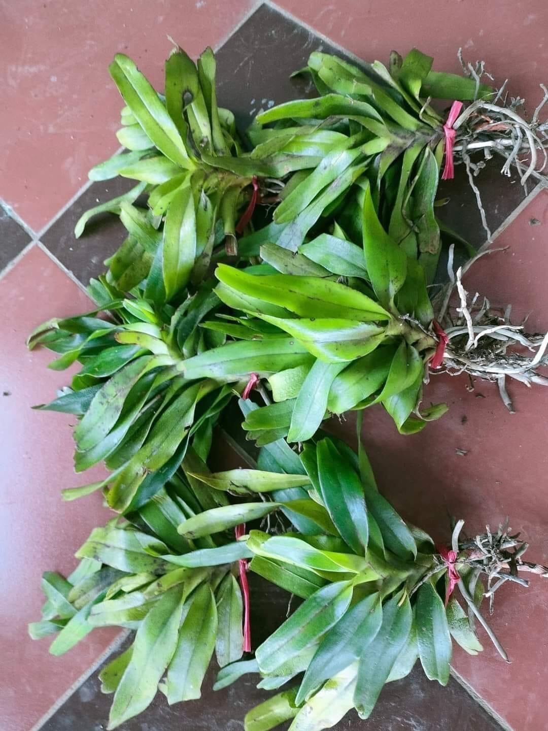 Hoa Lan giáng hương tam bảo sắc