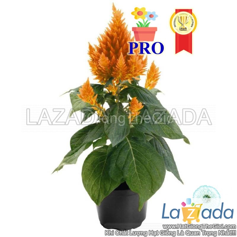 100h Hạt Giống Hoa Mào Gà Lửa Fresh Look Cam F1Pro (| -KD: B36*X68*M006)