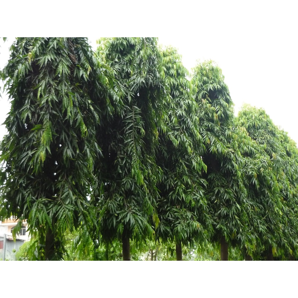 Cây giống cây tùng ấn độ