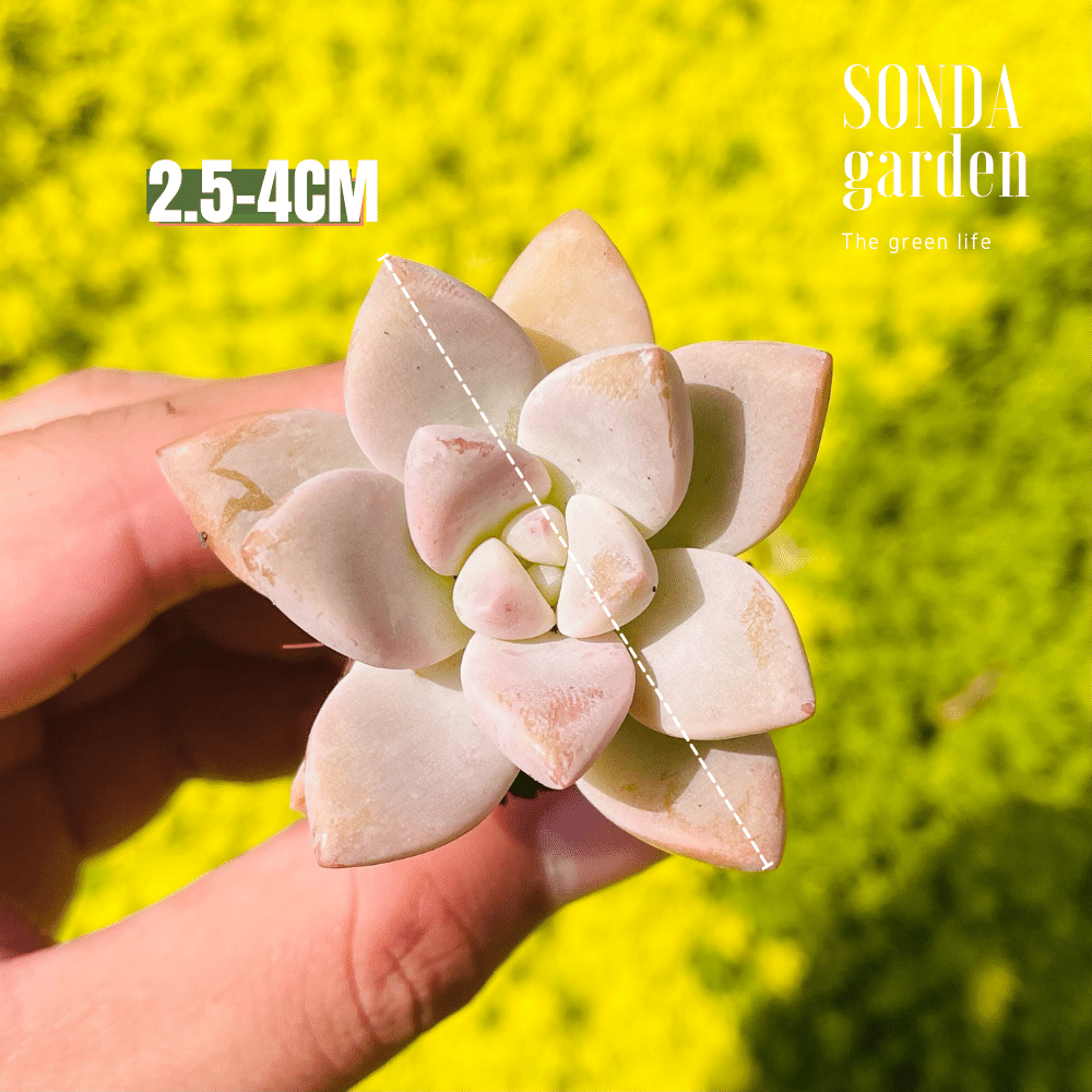 SEN ĐÁ PINK GEM SIZE MINI LỖI 1 ĐỔI 1