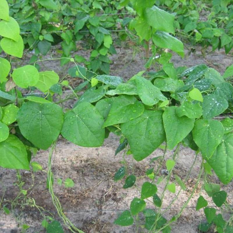 Furry Ginseng Seeds - Pack of 30 Seeds