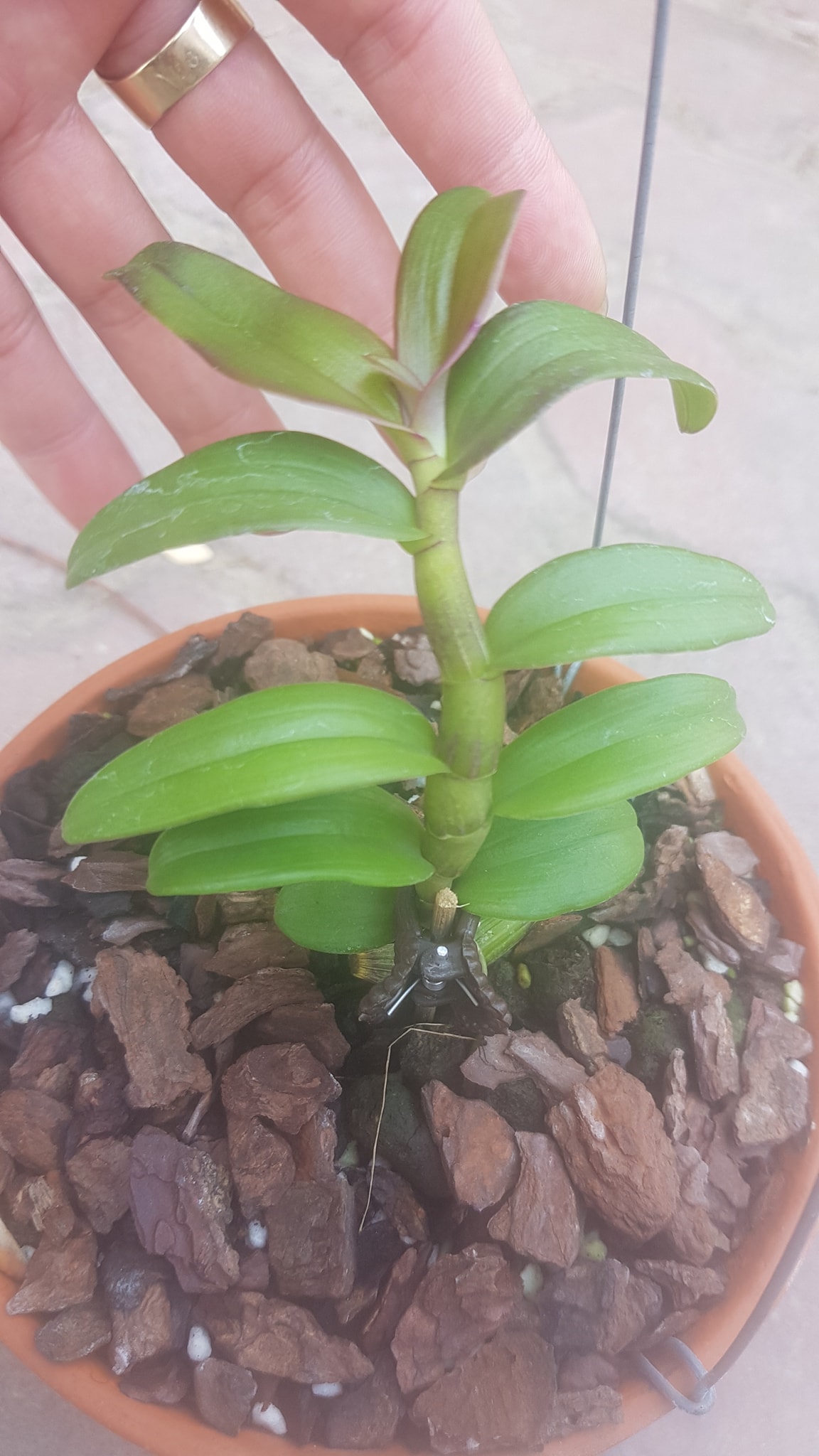 Phi điệp 5ct Phú Thọ - HO - Bảo Duy kie năm 2