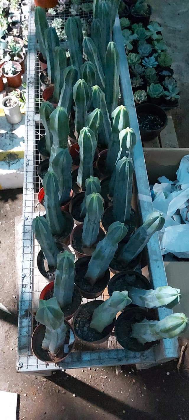 xương rồng trụ 10-15cm