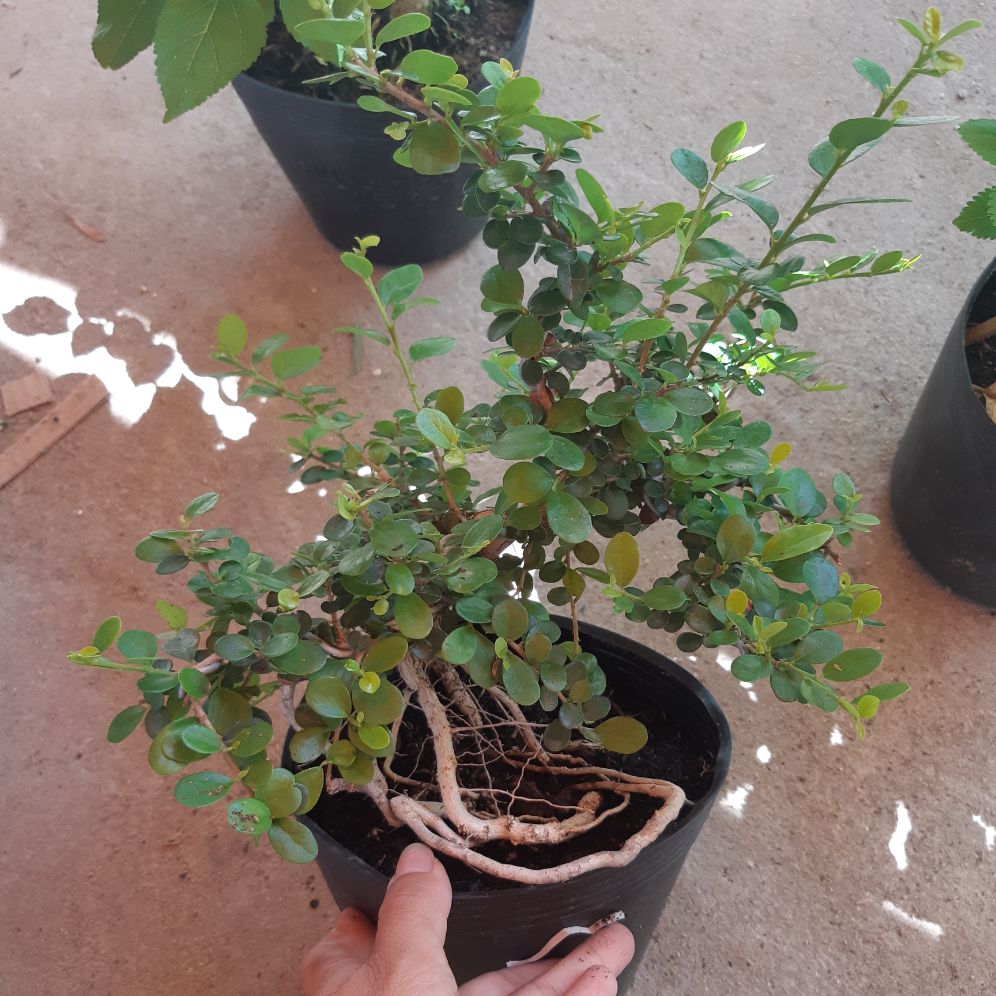 cây sam trái bonsai mini