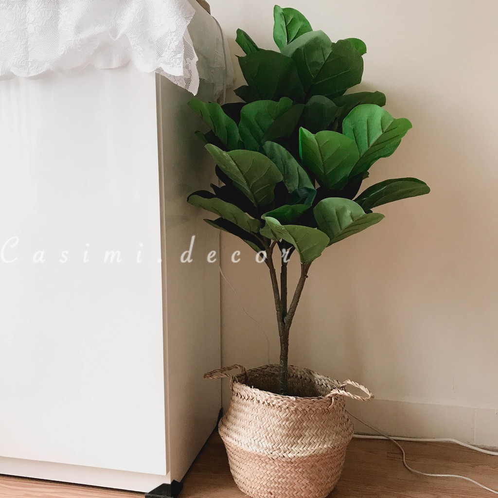 Combo cây bàng singapore kèm chậu giỏ