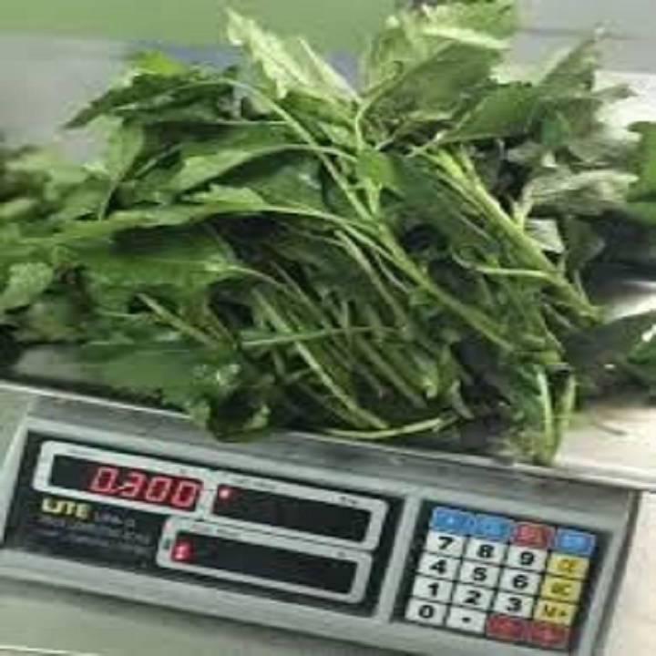 cây giống cây rau tầm bóp