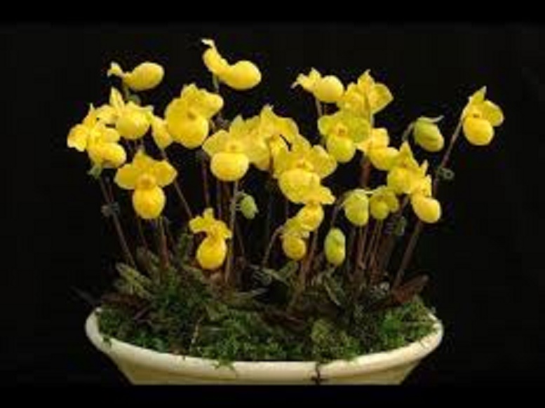 CÂY GIỐNG LAN HÀI MỐC VÀNG