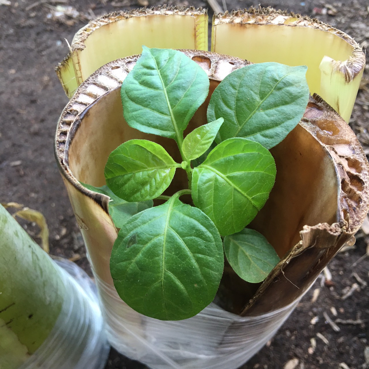 Chậu cây giống ớt Peru Aji Charapita