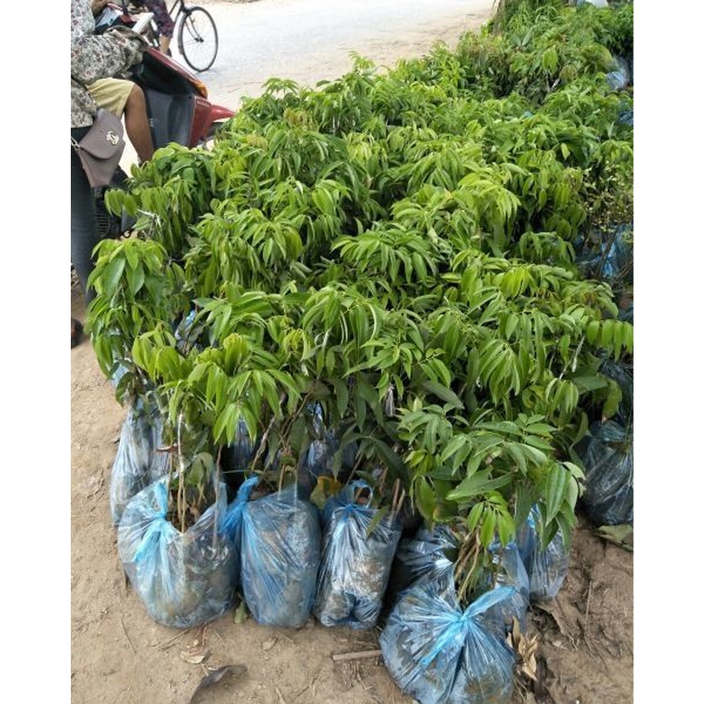 CÂY GIỐNG VẢI KHỔNG LỒ (siêu sớm phù hợp khi hậu 3 miền)