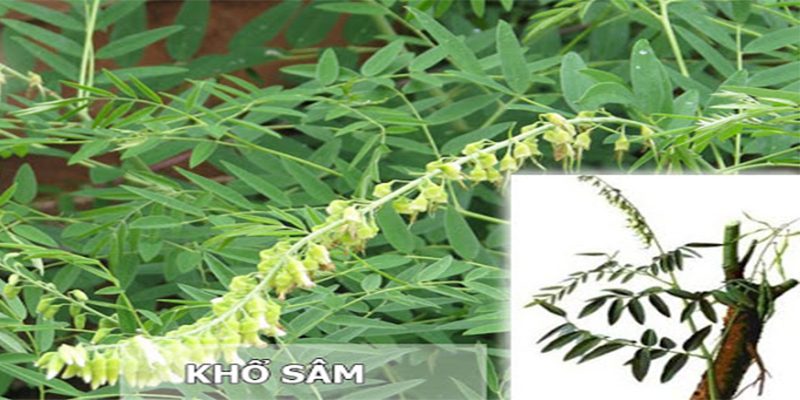 Lá khổ sâm khô 500g GT323