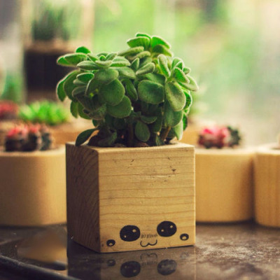 Hộp gỗ trồng cây sen đá tự nhiên