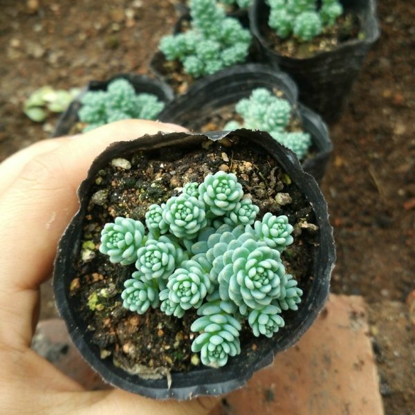 Sen đá sedum hoa hồng - nhỏ