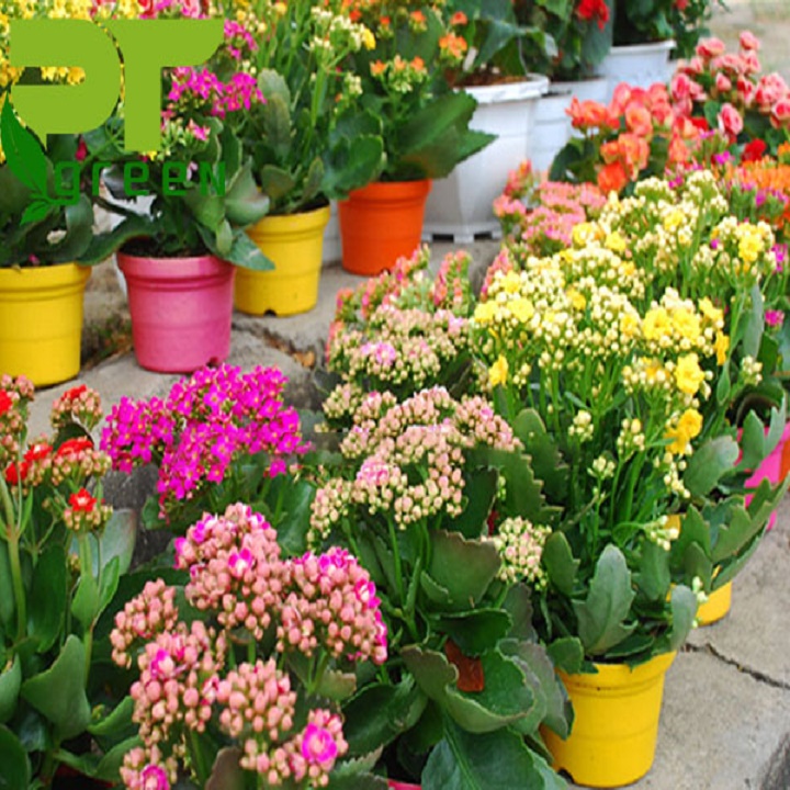 Cây sống đời ( hoa bỏng cánh kép đủ màu)