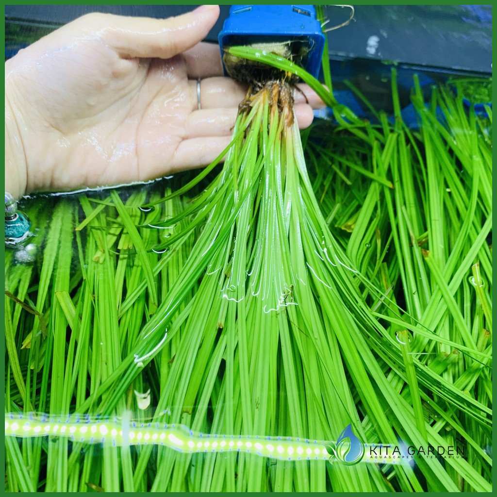 Cỏ Narong | Cây Thủy Sinh Hậu Cảnh