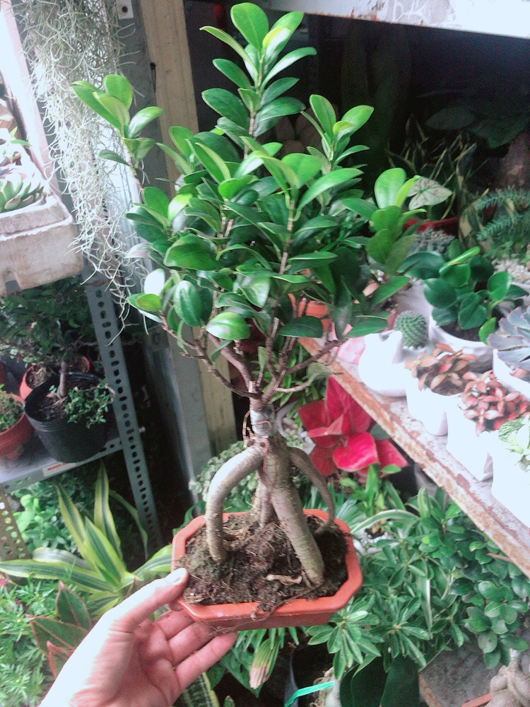 Chậu Cây Si Bonsai