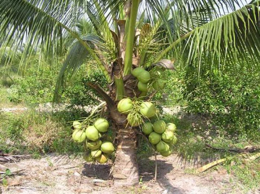 cây dừa xiêm lùn