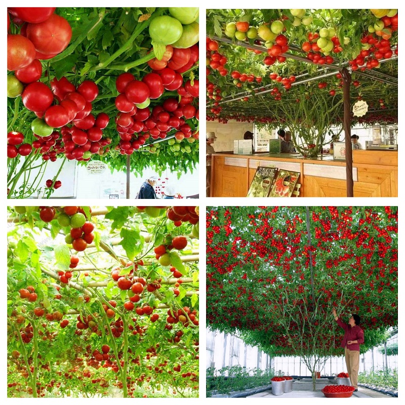 Hạt giống Cà chua bạch tuộc ( leo giàn ) - 10 hạt