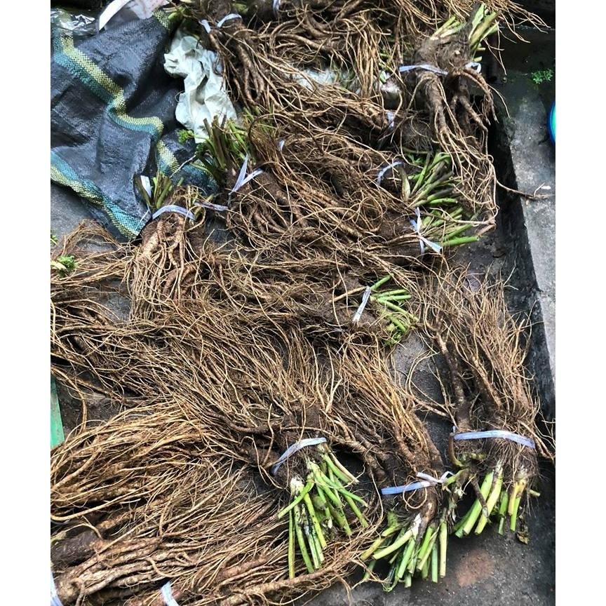 1kg sâm quy tươi sâm đá