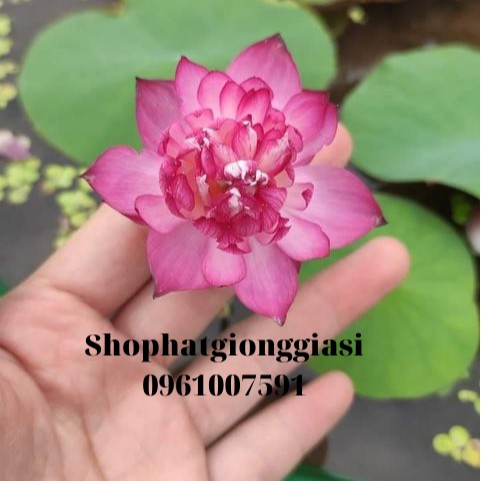 Combo 10 Hạt Sen Mini - Đã Mài Sẵn Đầu Hạt