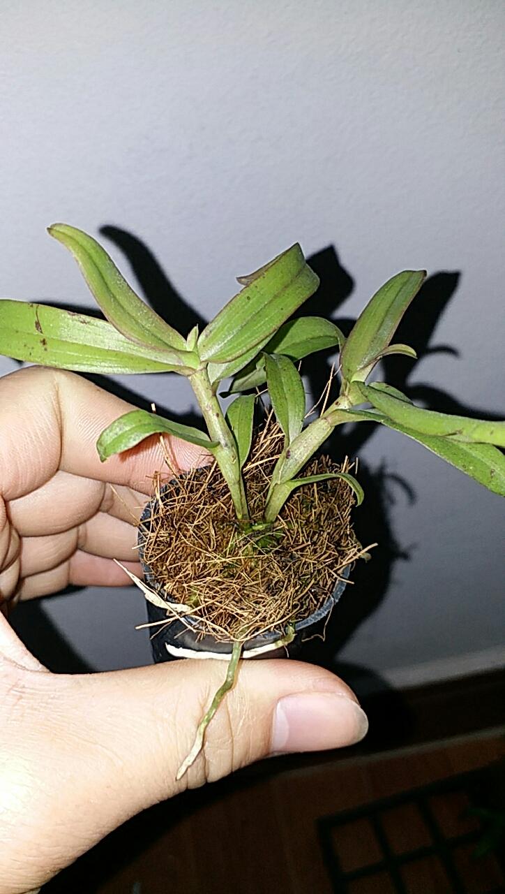 Phi điệp di linh tam bố hàng gieo hạt