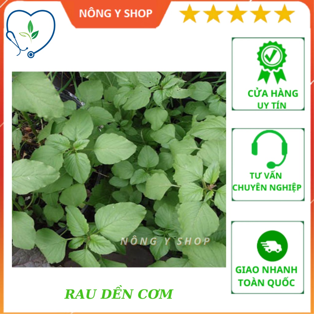 Hạt giống dền cơm rạng đông rado 86
