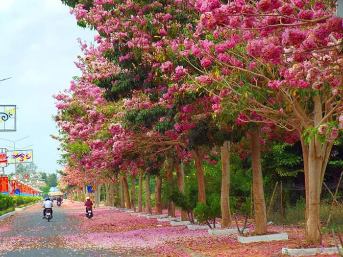 CÂY GIỐNG HOA MỸ NHÂN