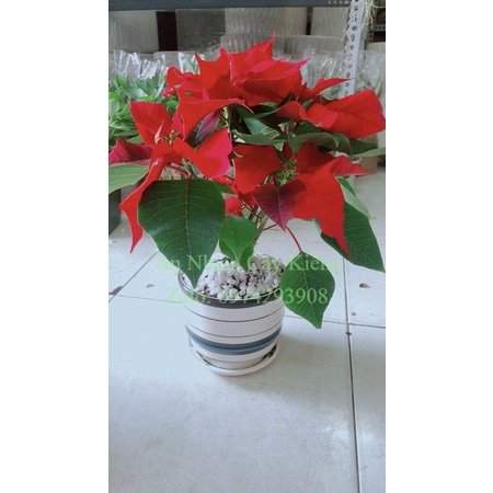 Chậu Cây Trạng Nguyên