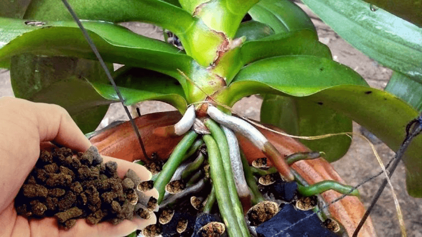 Phân dê ủ trichoderma nén viên nâng cao hiệu quả sử dụng 1kg
