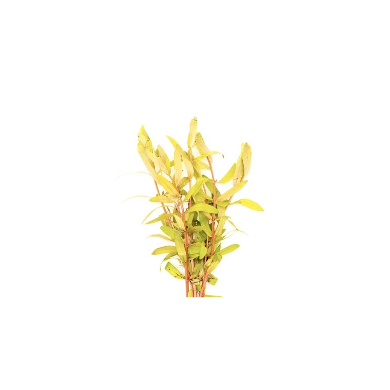 Ammannia pedicellata 'Golden' - Cây Hoàng Hồng Thảo - Cây Thủy Sinh Cắt Cắm