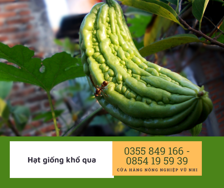 Hạt giống Khổ qua F1
