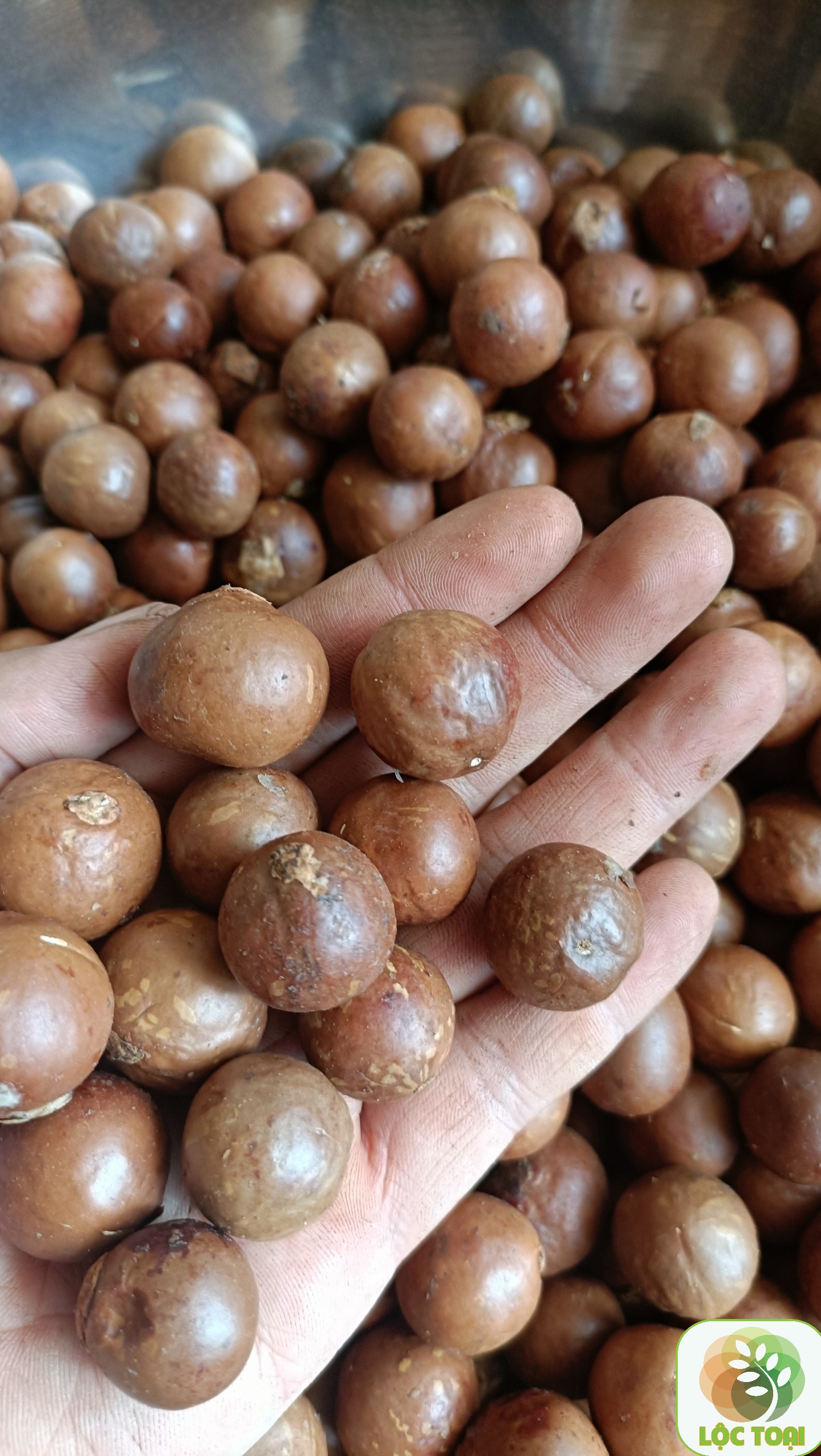 1kg hạt giống cây mắc ca