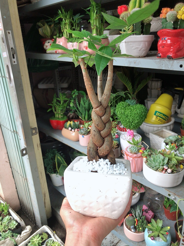 Chậu kim ngân thắt bím 3 thân