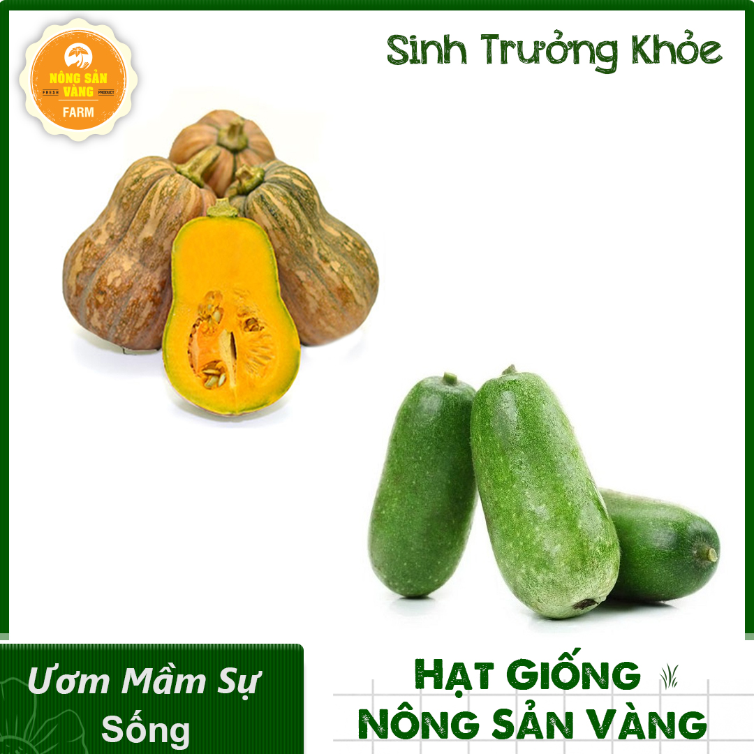 Combo 2 seeds Pumpkin (pumpkin watch lot-melon lemon) plant Growth grow healthy, disease resistance good, cultivated around five-shallow gold