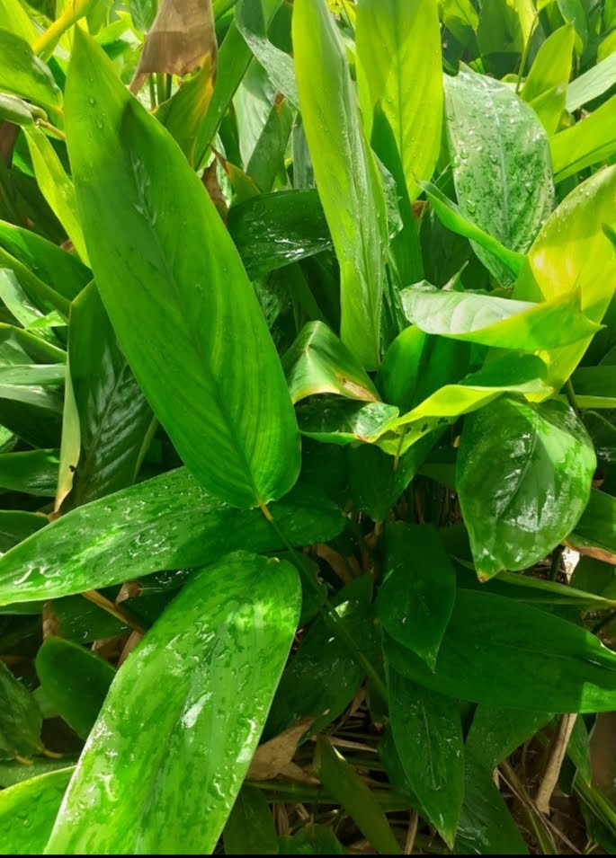 10 Cây giống môn bình tinh/ môn dong/khoai dong