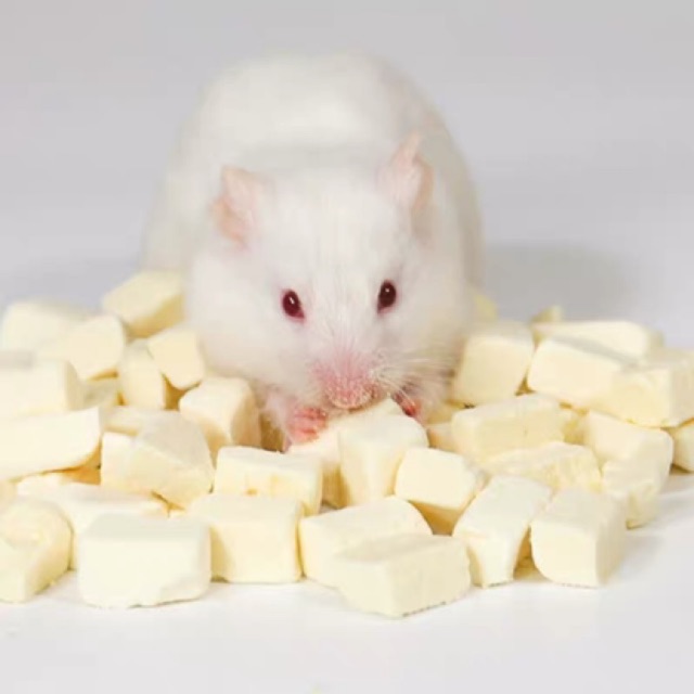 tàu hủ (tofu) sấy khô dành cho hamster / sóc / dumbo / rat / đuôi mập....