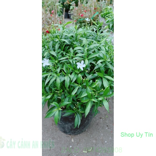Cây mai tiểu thơ