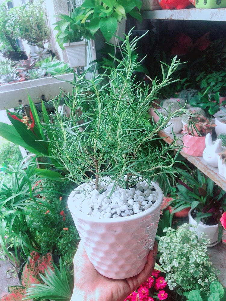 Chậu Cây Hương Thảo