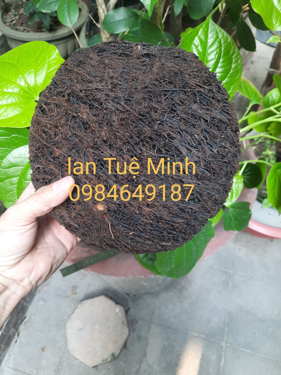 Chậu dớn trồng lan (dớn đĩa) giữ ẩm cho lan