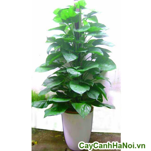 CHẬU CÂY VẠN NIÊN THANH LEO