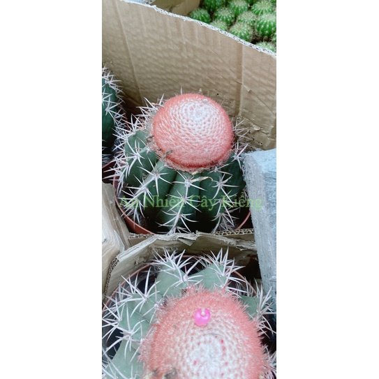 Xương Rồng Melo