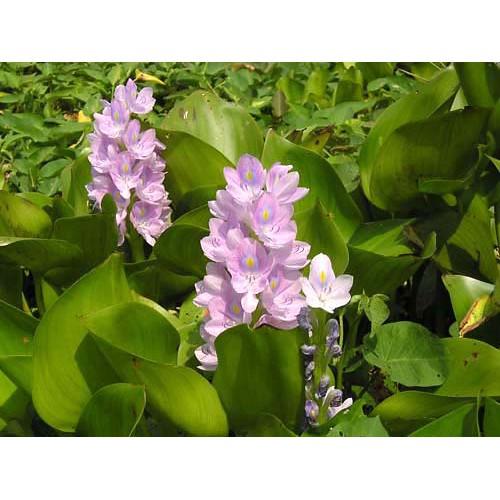 Cây Lục Bình thuỷ sinh - Cây Bèo Tây thuỷ sinh