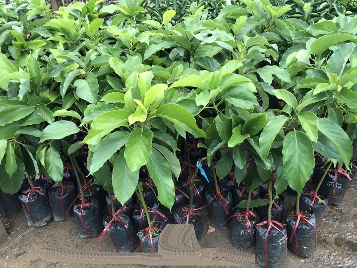 Cây Bơ 034 siêu quả