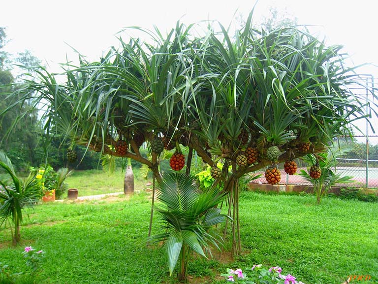 Quả dứa dại khô hút chân không (dứa biển)
