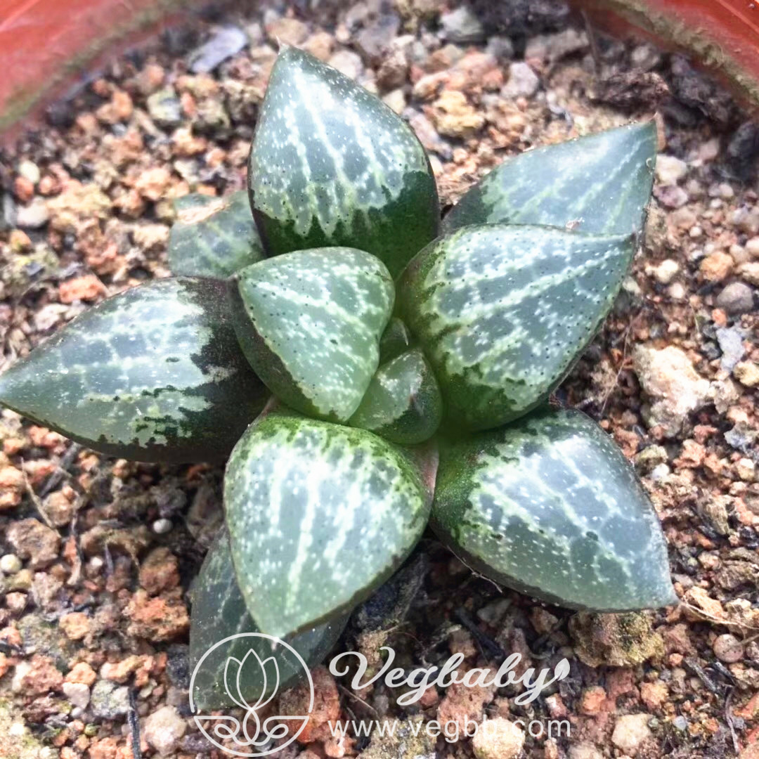 Sen đá Haworthia tam giác
